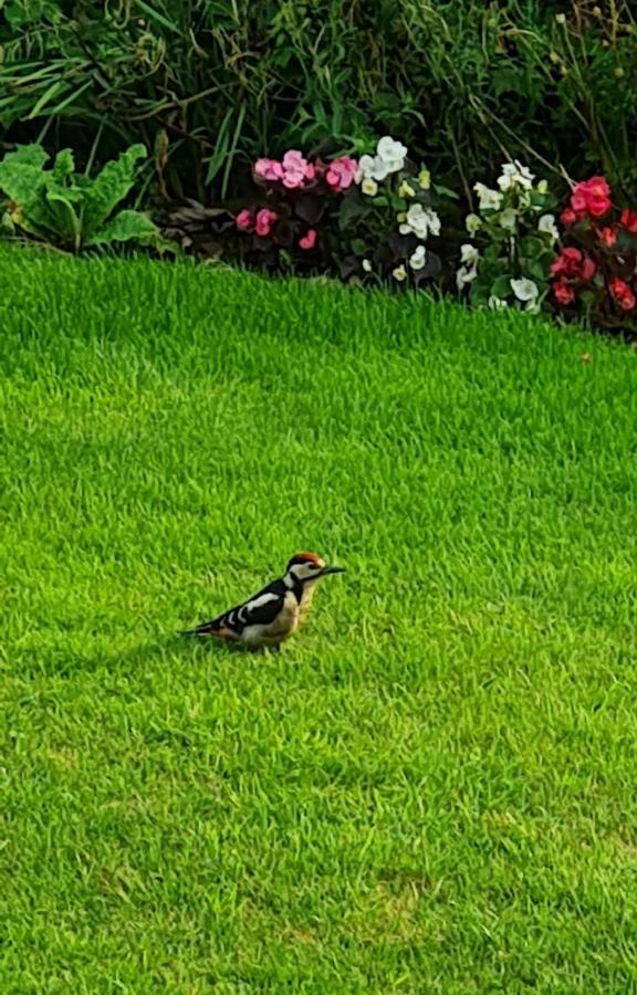 Woodpeckers Cottage Scarborough Exteriör bild