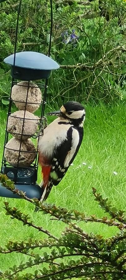 Woodpeckers Cottage Scarborough Exteriör bild